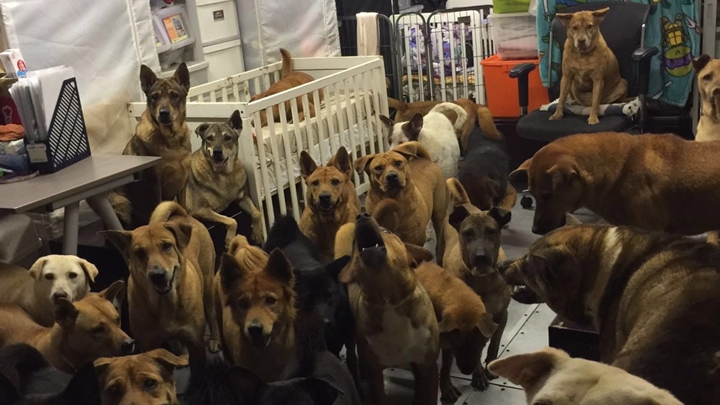 香港流浪狗之家被指轉數快號碼涉案。資料圖片
