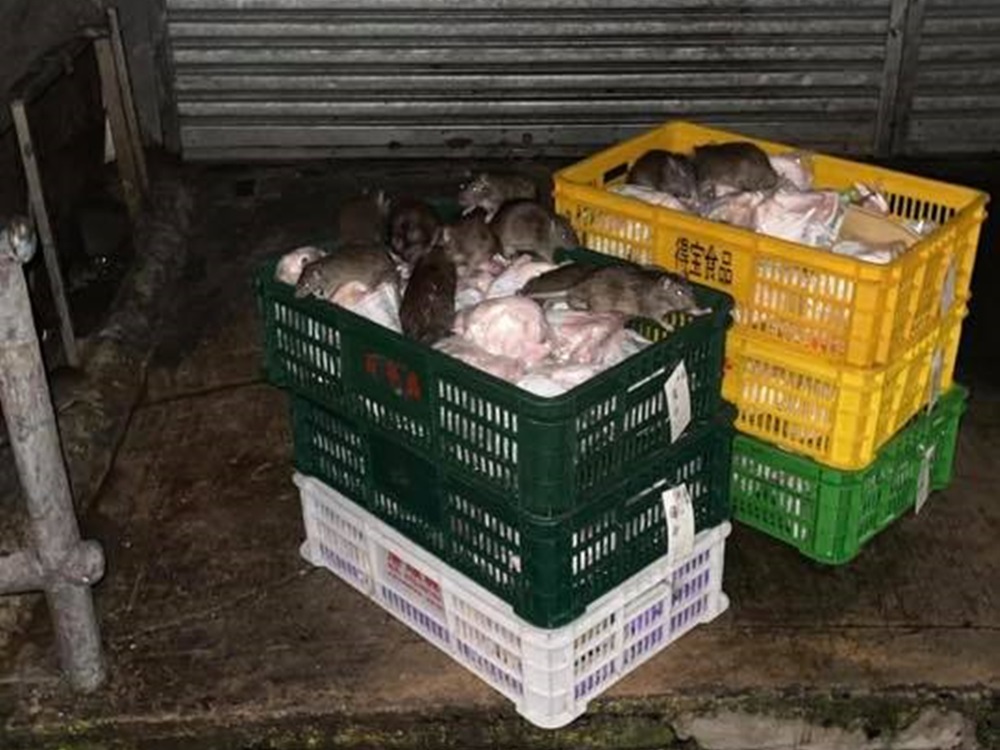 「開餐」的老鼠身型顯得頗大。慈雲山資訊交流facebook圖片