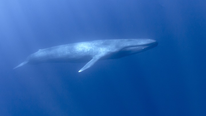 研究指蓝鲸等海洋生物体内的微塑胶多从食物中摄入。iStock示意图