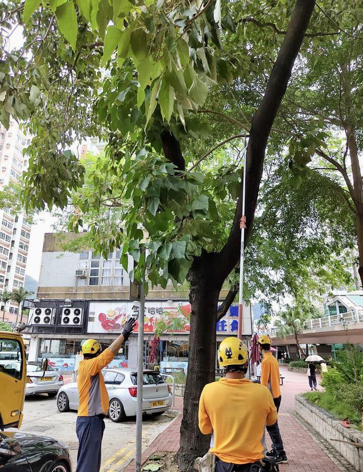 工人修剪树木的悬吊断枝。发展局fb