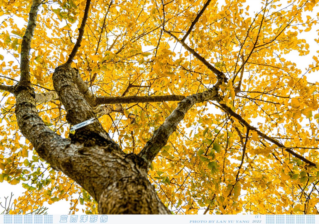 銀杏樹葉秋天後會轉黃。圖片授權：網民藍雨洋