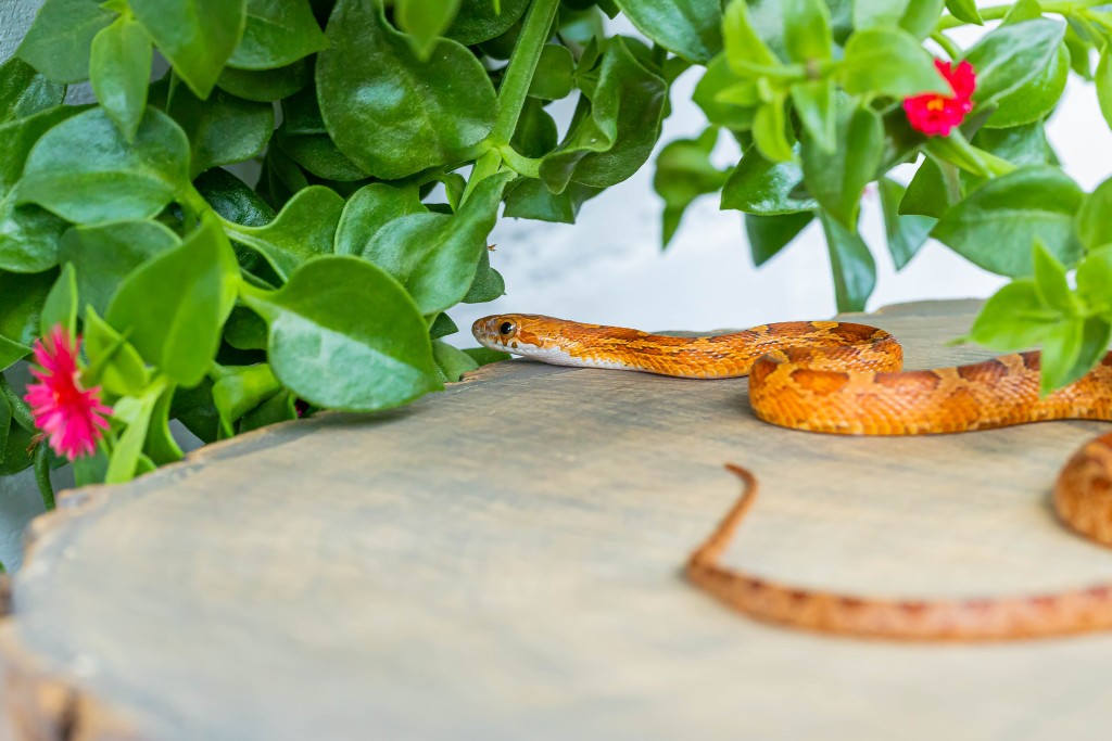 粟米蛇(玉米蛇)有橘、紅、黃三種顏色。(iStock圖片)