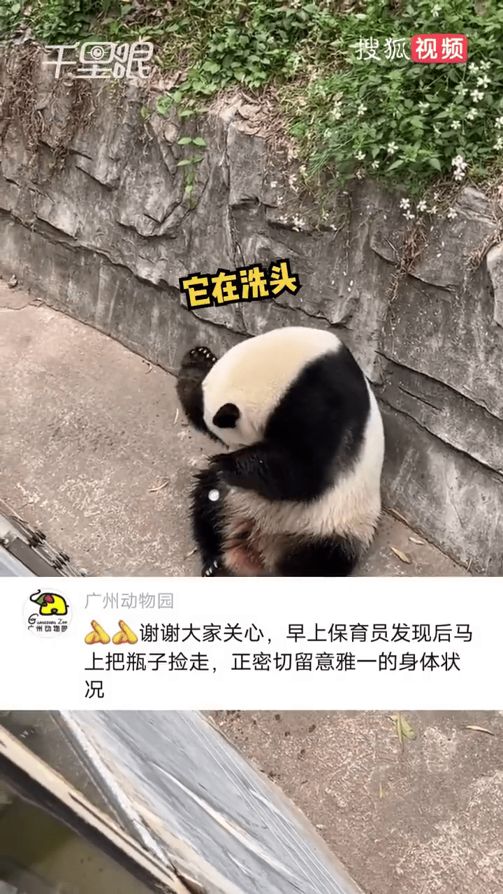 廣州動物園官方賬號回應稱：「謝謝大家關心，早上保育員發現後馬上把瓶子撿走，正密切留意雅一的身體狀況。」