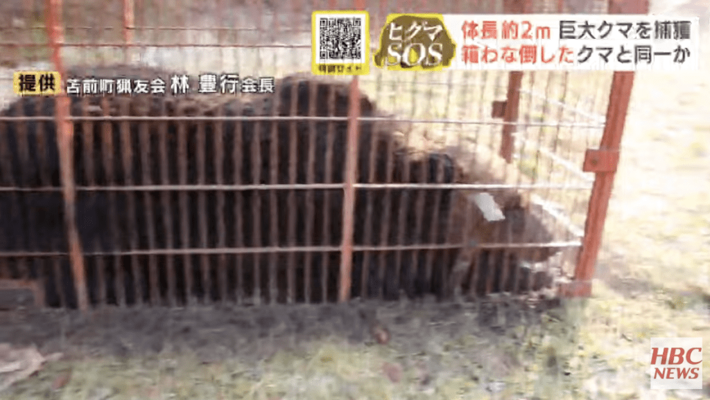 最新捕獲的棕熊經量度後，體長達1.9米，體重約380至400公斤，爪長達17厘米，體格之巨大在北海道亦屬少見。HBC NEWS畫面截圖