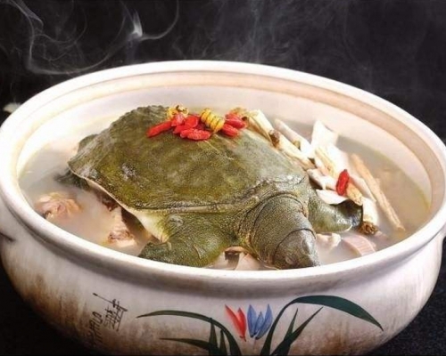 深圳不將人工繁殖飼養的龜及甲魚列禁食範圍。(網圖)