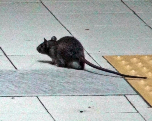 資料圖片