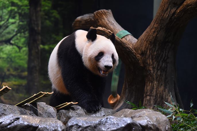 蕾蕾活动照片。上野动物园