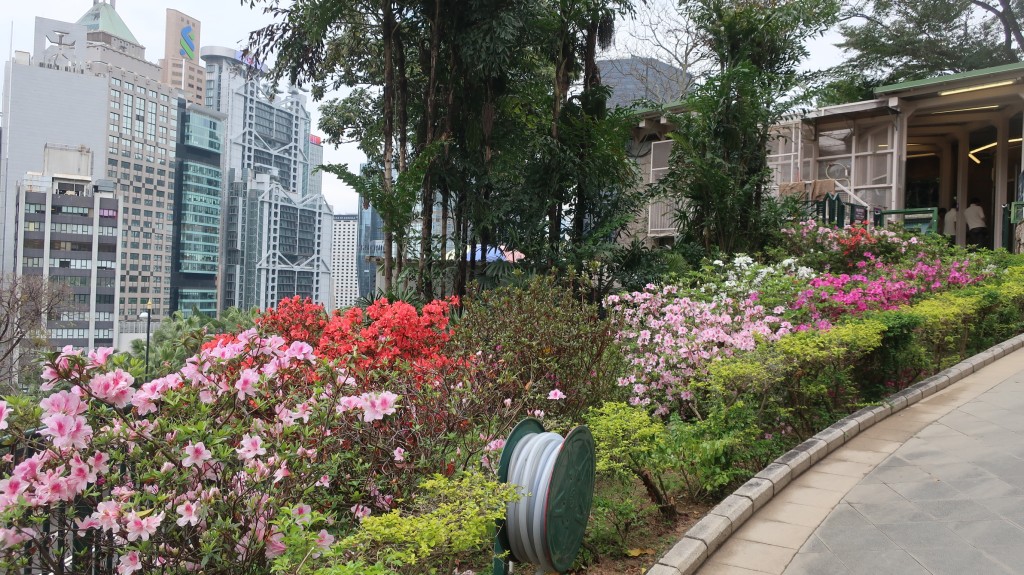 香港動植物公園杜鵑花開（六）。康民署「賞花情報」截圖