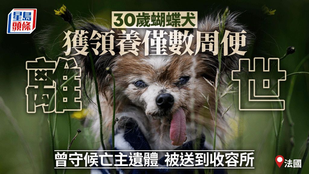 法國30歲蝴蝶犬離世 或全球最老 獲新主人領養僅數星期