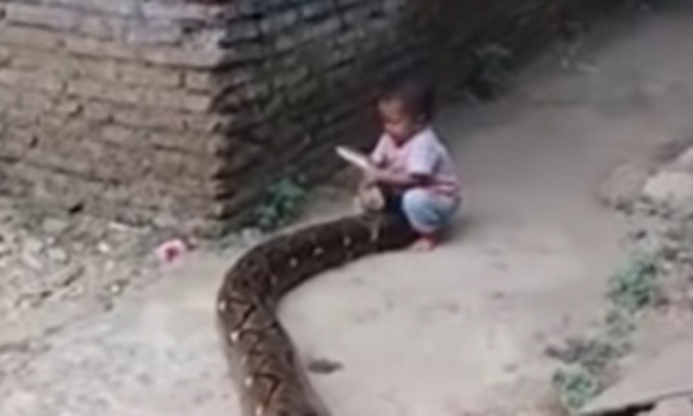 小男孩一手抓著蛇頭，危險萬分。(網圖)