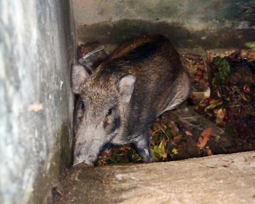 沙田上禾輋村有人發現一隻長約1米的野豬被困。