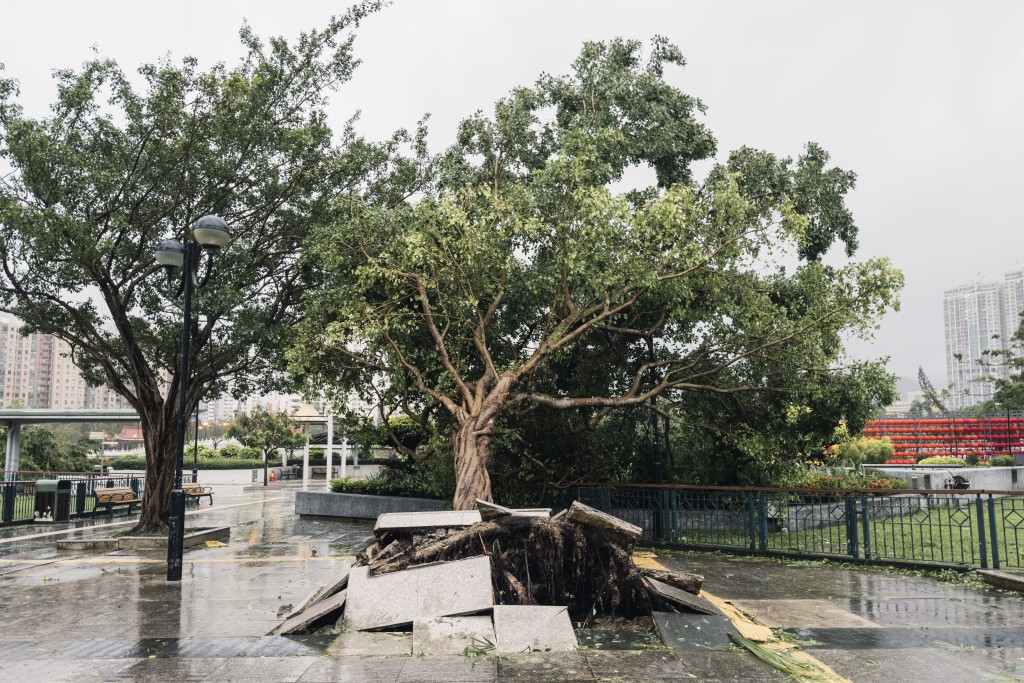 超強颱風樺加沙襲港期間，造成樹木倒塌、水浸等破壞。資料圖片