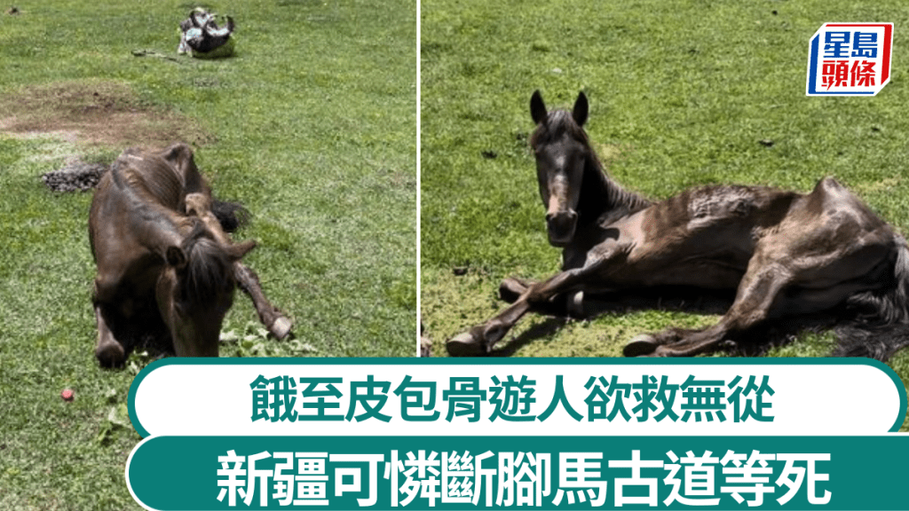 新疆斷腳馬疑慘被棄古道 餓至皮包骨等死