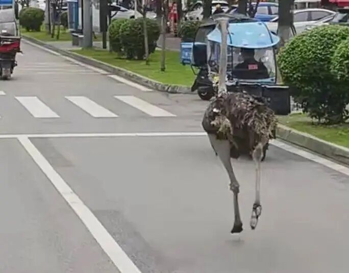 成都「越獄」鴕鳥馬路狂奔。 成都「越獄」鴕鳥馬路狂奔。