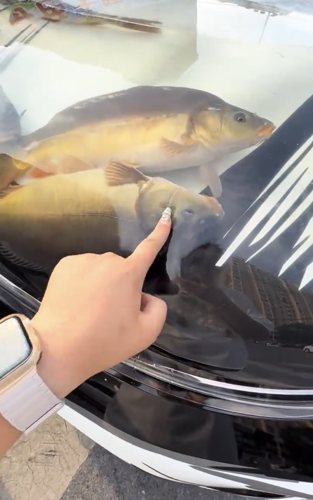 瀋陽男「引擎蓋養魚」爆紅。微博@科技事兒 瀋陽男「引擎蓋養魚」爆紅。微博@科技事兒