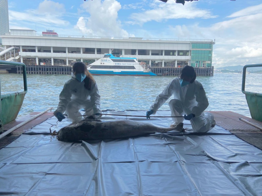 中環6號碼頭發現江豚屍體，為本年第23宗。海洋公園保育基金提供圖片