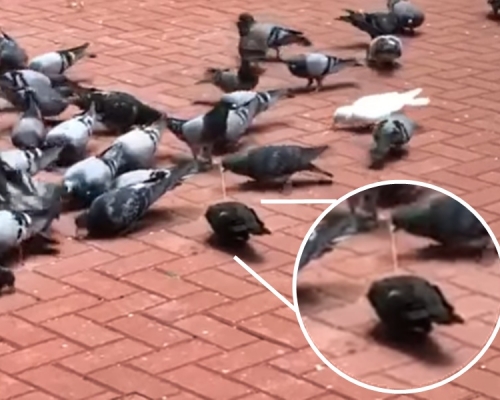 香港救援鸠鸽及雀鸟FB