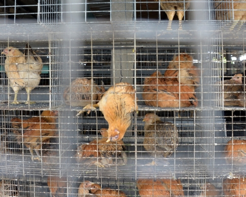 資料圖片