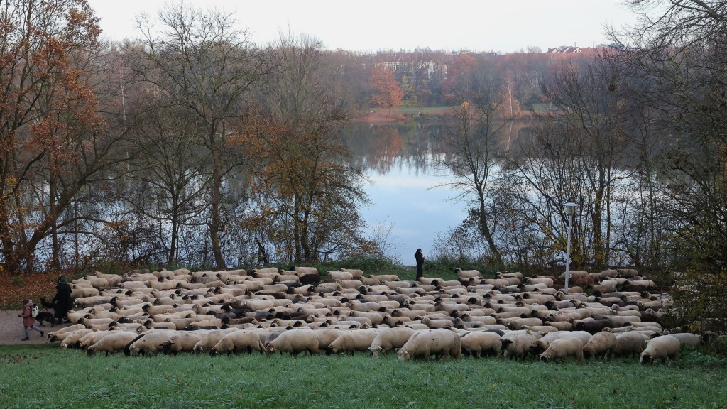 德国600只绵羊穿纽伦堡市中心赶往牧场过冬,场面壮观。 美联社 德国600只绵羊穿纽伦堡市中心赶往牧场过冬,场面壮观。 美联社