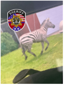 警方早前發布斑馬艾德的圖片。 Rutherford County Sheriff's Office