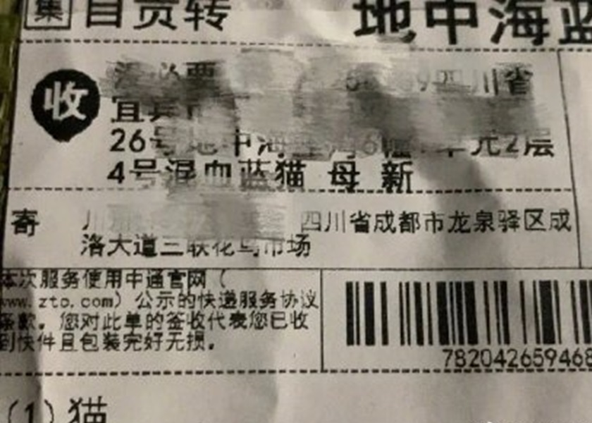 「盲盒」報稱為名種貓狗,實際多是一般土貓土狗。網圖