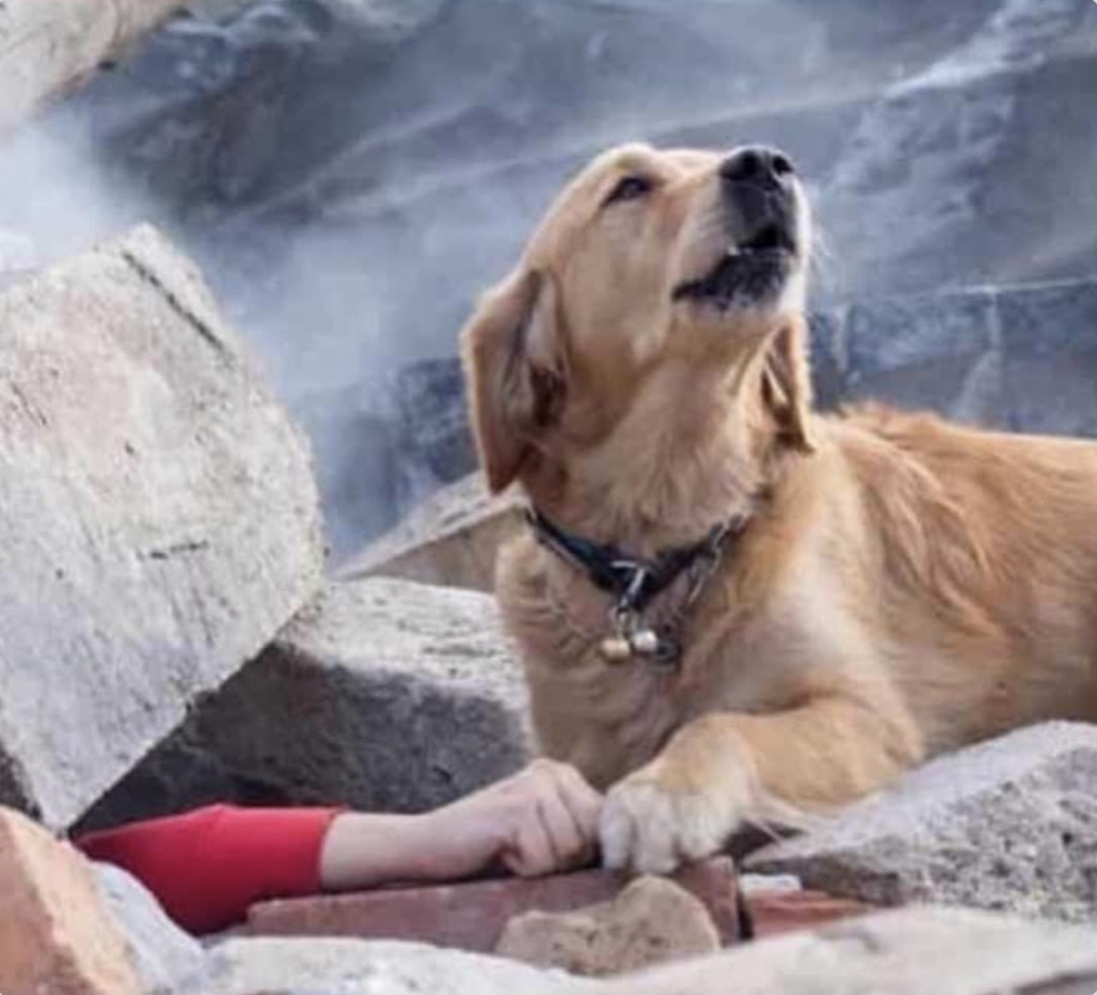 一隻狗守在一位被瓦礫掩埋的女子旁。