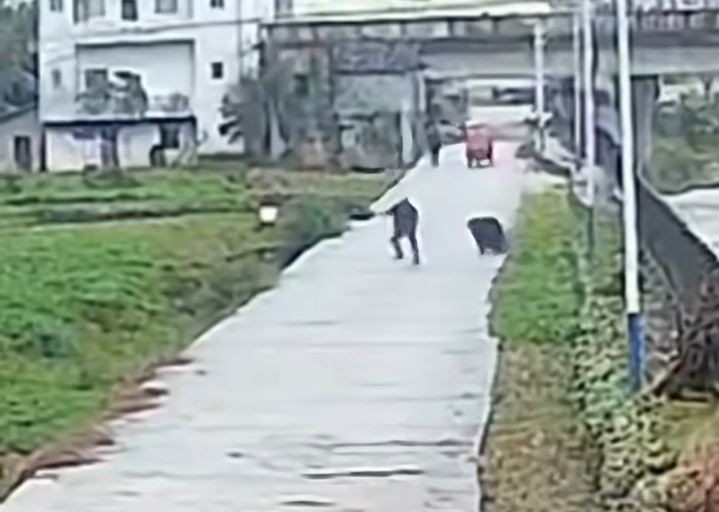重庆七旬翁掟石驱赶黑熊，遭黑熊反追抓伤。