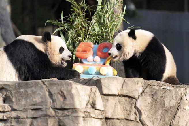 中国租借大熊猫给美国已有50年历史。