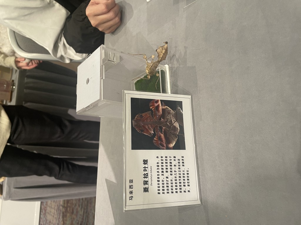 馬來西亞「菱背枯葉螳」。