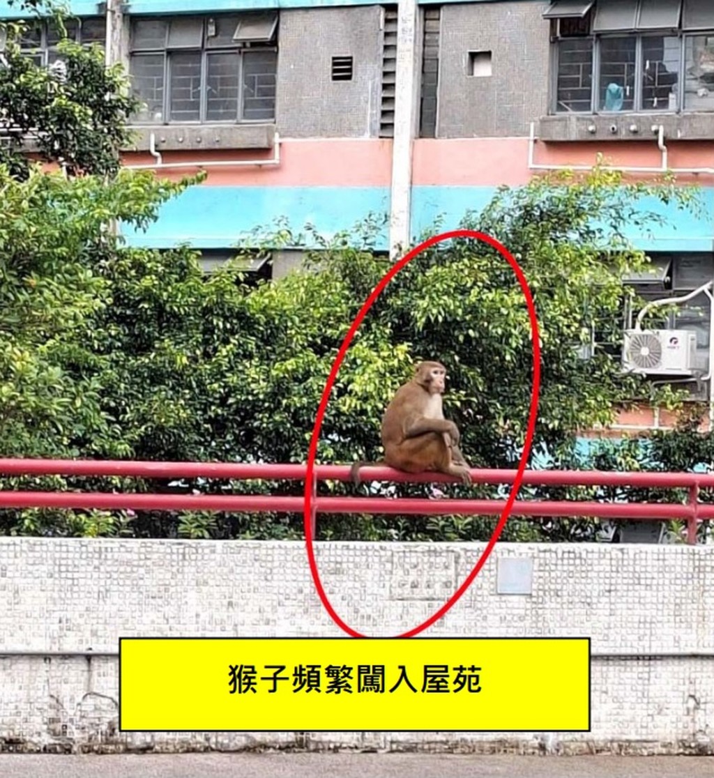 猴子不時闖入屋苑覓食。 猴子不時闖入屋苑覓食。