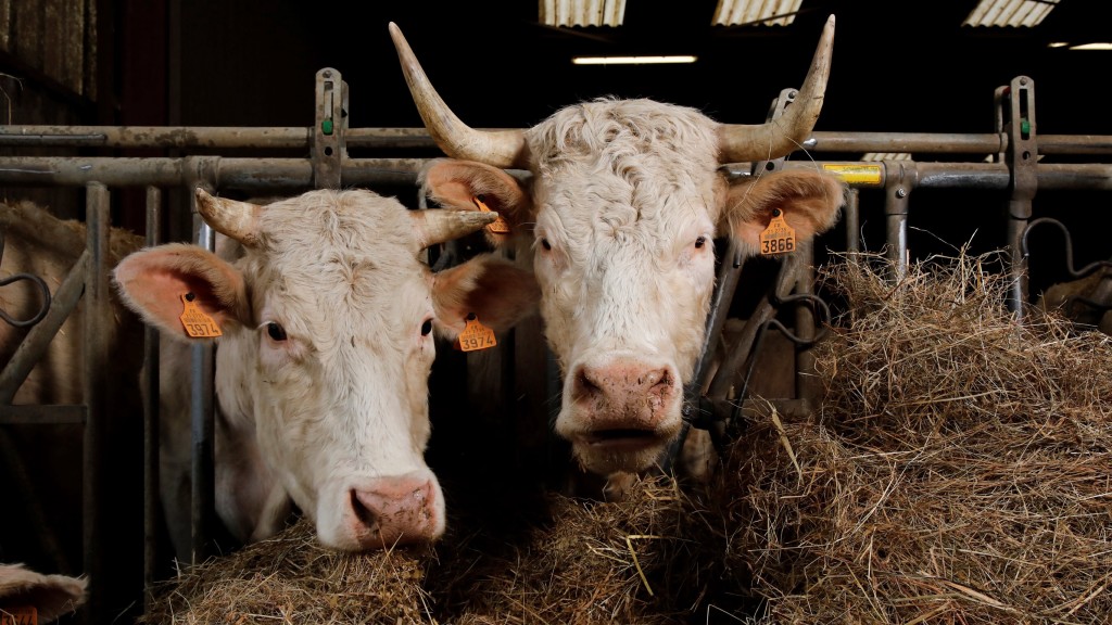 西班牙海關在牛飼料用鹽中發現可卡因。 路透社(示意圖)