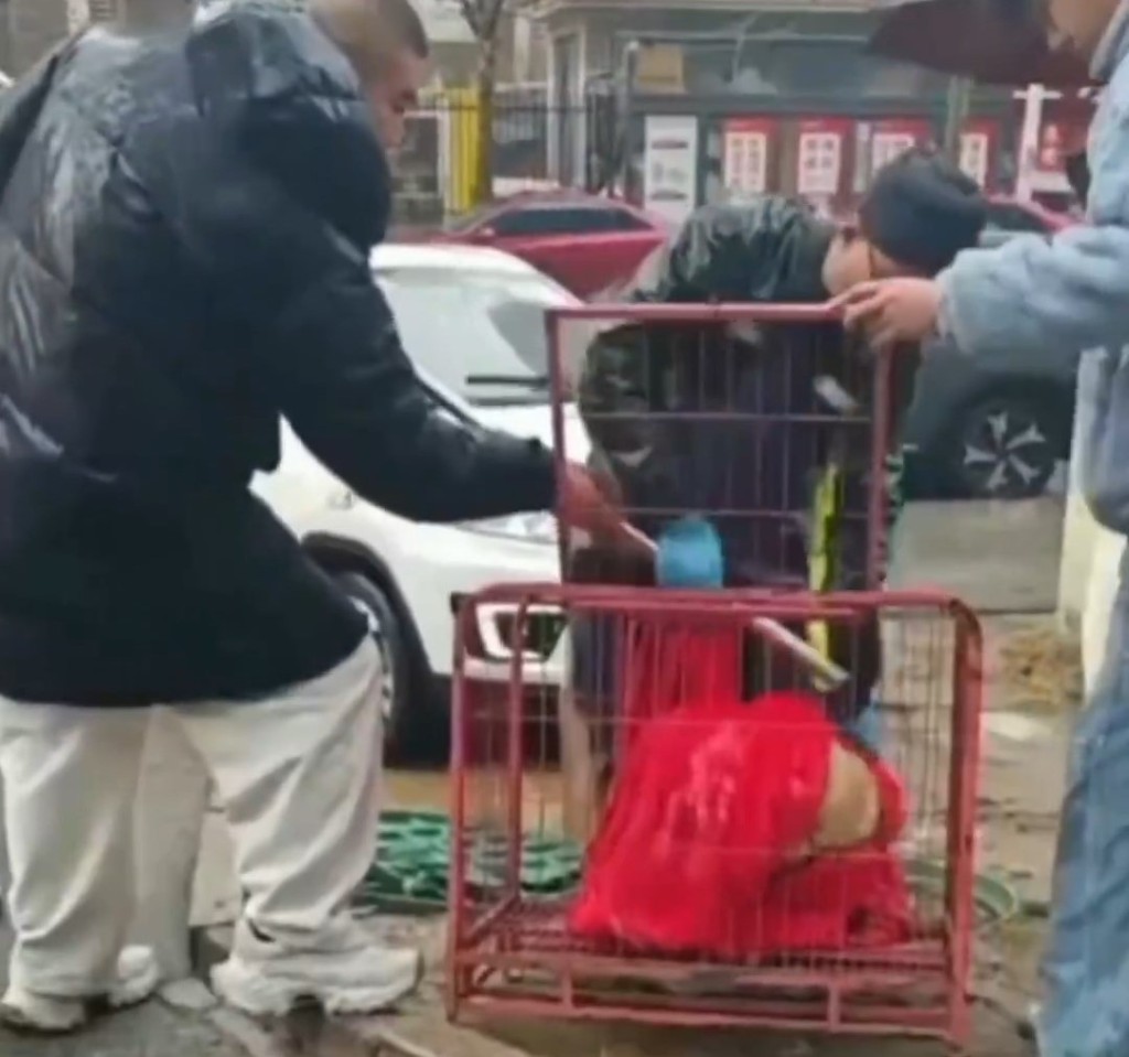 山東小狗跌落廢井3年,終成功獲救。抖音 山東小狗跌落廢井3年,終成功獲救。抖音