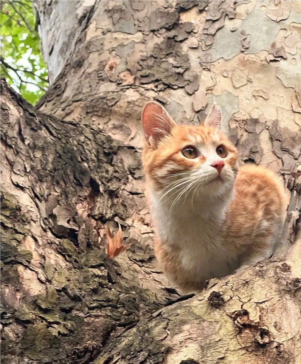 「小橘子」是雲南大學校園的一隻深受師生愛歡迎的流浪貓。微博＠吃瓜姊妹