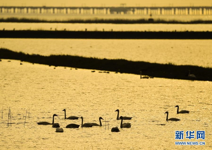 獲讚的中國「反人類」美麗建設︰天人合一的石臼湖特大橋。(新華社)