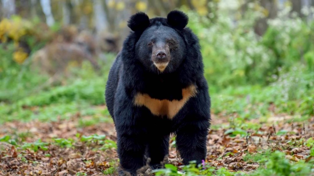 日本熊害頻傳。Instagram/@BearsinMind 日本熊害頻傳。Instagram/@BearsinMind