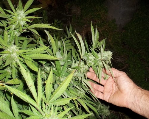 澳洲一名癮君子嘗試自己種植大麻吸食，被警方拘捕。示意圖