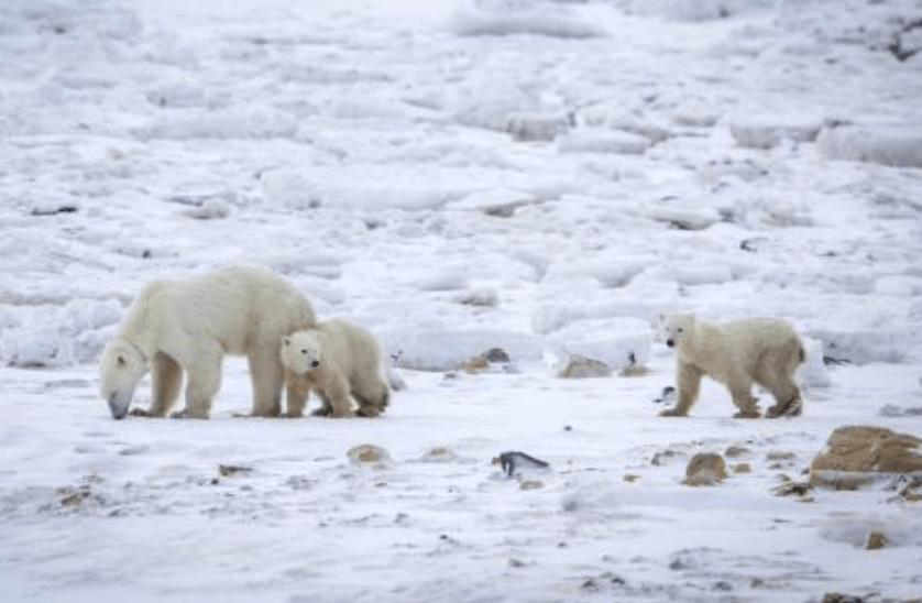 科學家觀察到極為罕見的「收養」行為，圖中雌性北極熊竟將陌生的孤兒幼熊視如己出，行為令人嘖嘖稱奇。法新社