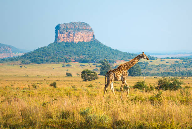 南非的自然生态每年吸引许多人前往观光，但该国的犯罪率也十分高。