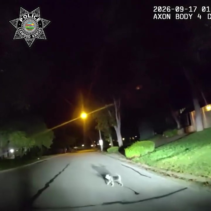 醒目汪星人深夜狂吠拦警车,引警员回家救跌倒受困3小时主人。 醒目汪星人深夜狂吠拦警车,引警员回家救跌倒受困3小时主人。