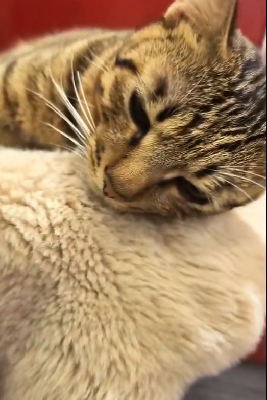 有網民飼養的貓咪外出玩耍被當作流浪貓，遭捉去絕育。微博