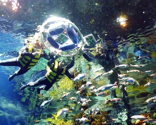 海洋公園推出夏日限定浮潛體驗 – 「魚」樂零距離。海洋公園相片