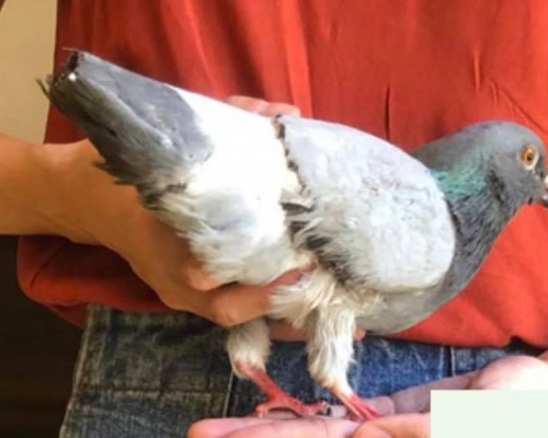 「香港救援鳩鴿及雀鳥」FB圖片