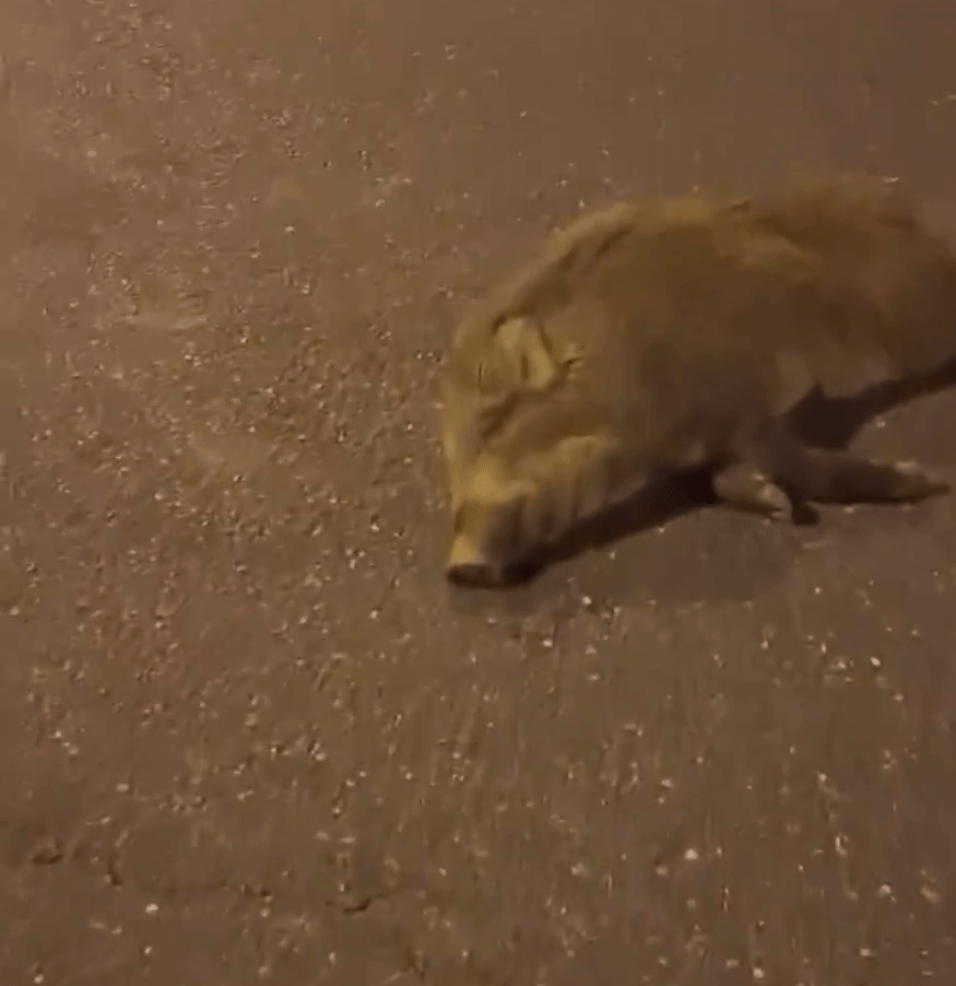 死在馬路上的其中一隻野豬。