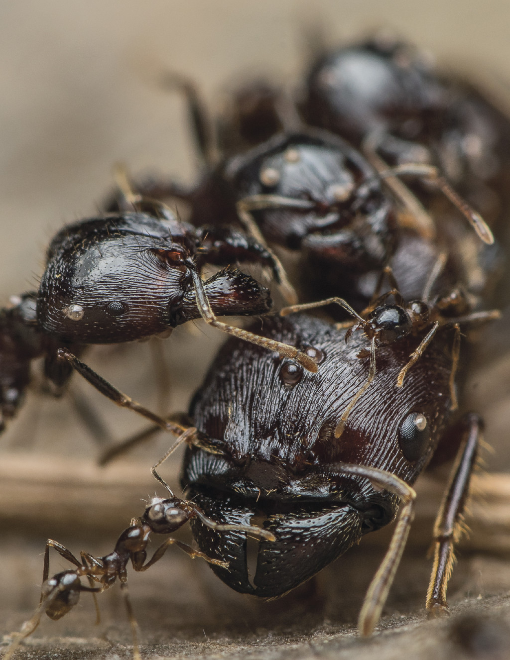 寡家蟻廣泛分布於全球熱帶地區。（白書樺圖片）