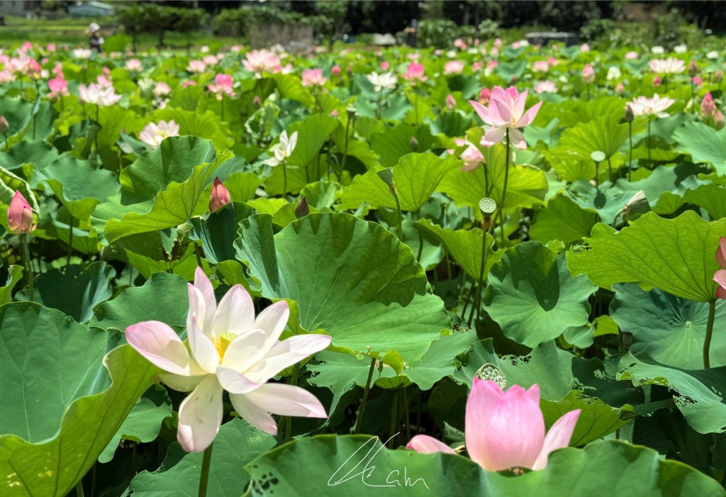 塱原自然生態公園荷花。圖片授權Winnie Lam 塱原自然生態公園荷花。圖片授權Winnie Lam