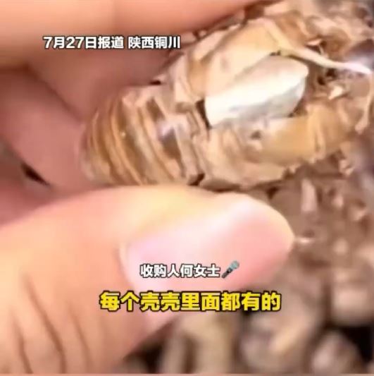 何女士聲稱向老人購入的蟬蛻，八成被塞入石粒呃秤。大象新聞