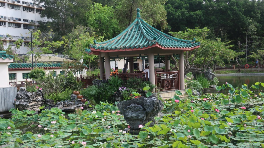 粉嶺康樂公園荷花。「康文賞花情報」截圖 粉嶺康樂公園荷花。「康文賞花情報」截圖