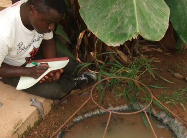 研究人員發現,用一種可以分泌蜘蛛毒液的基因改造真菌可快速殺滅瘧蚊。網圖