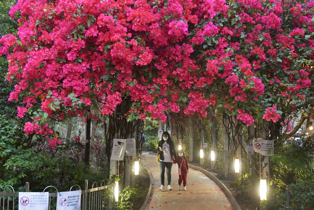 元州邨有壮观的簕杜鹃隧道，长沙湾居民的浪漫就是穿过花海前往港铁站。