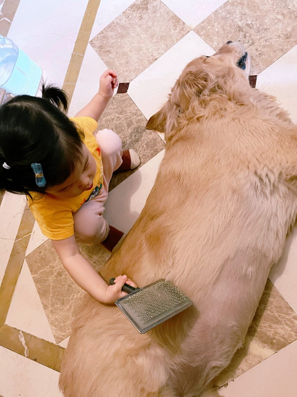 Camellia還幫Jelly梳毛、帶牠遛彎。